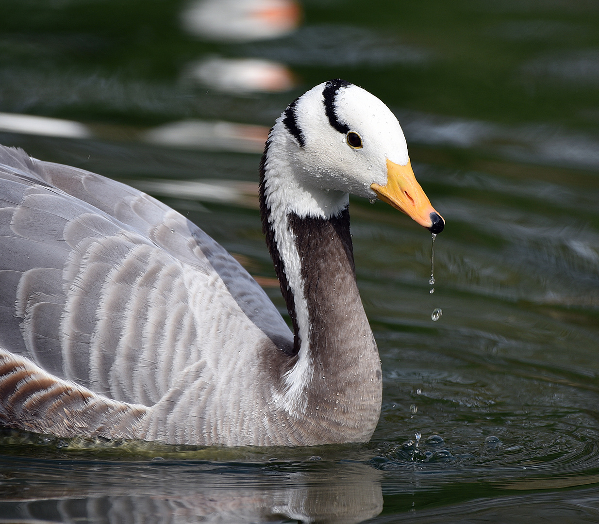 Streifengans (Anser indicus)