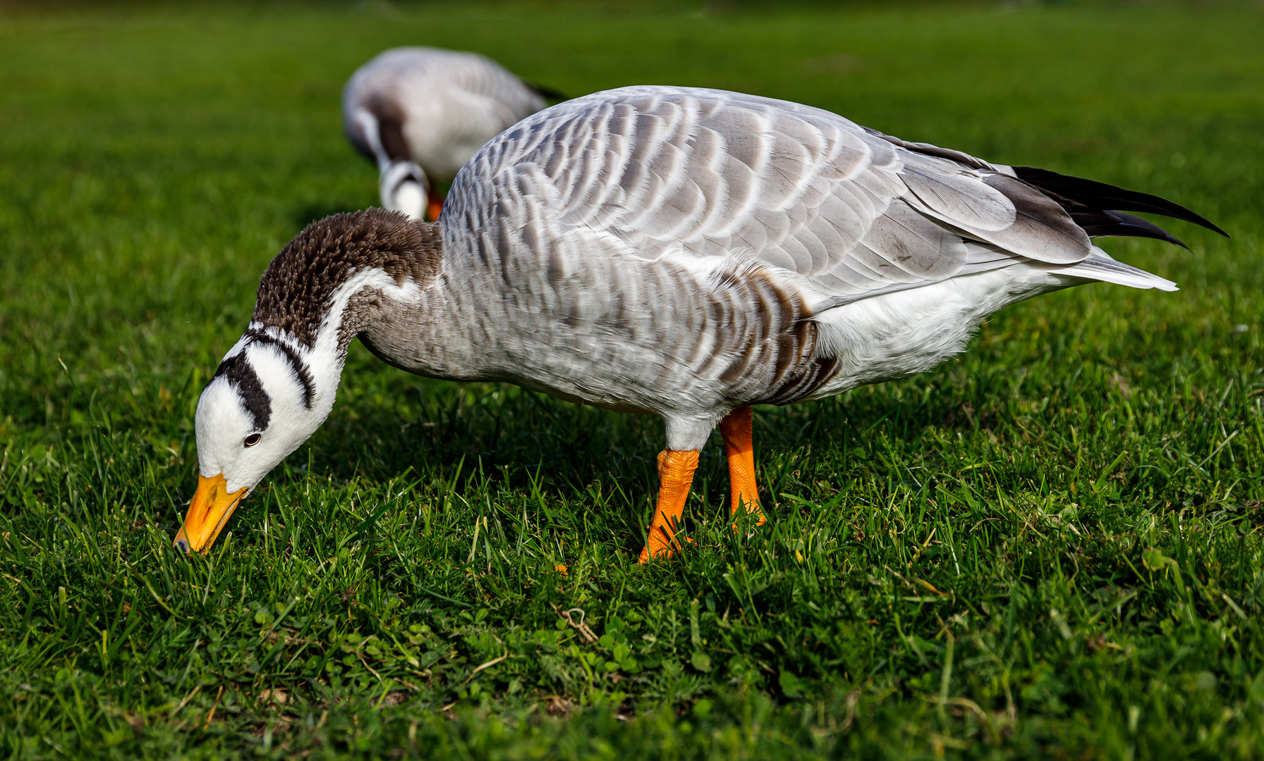 Streifengans (Anser indicus)