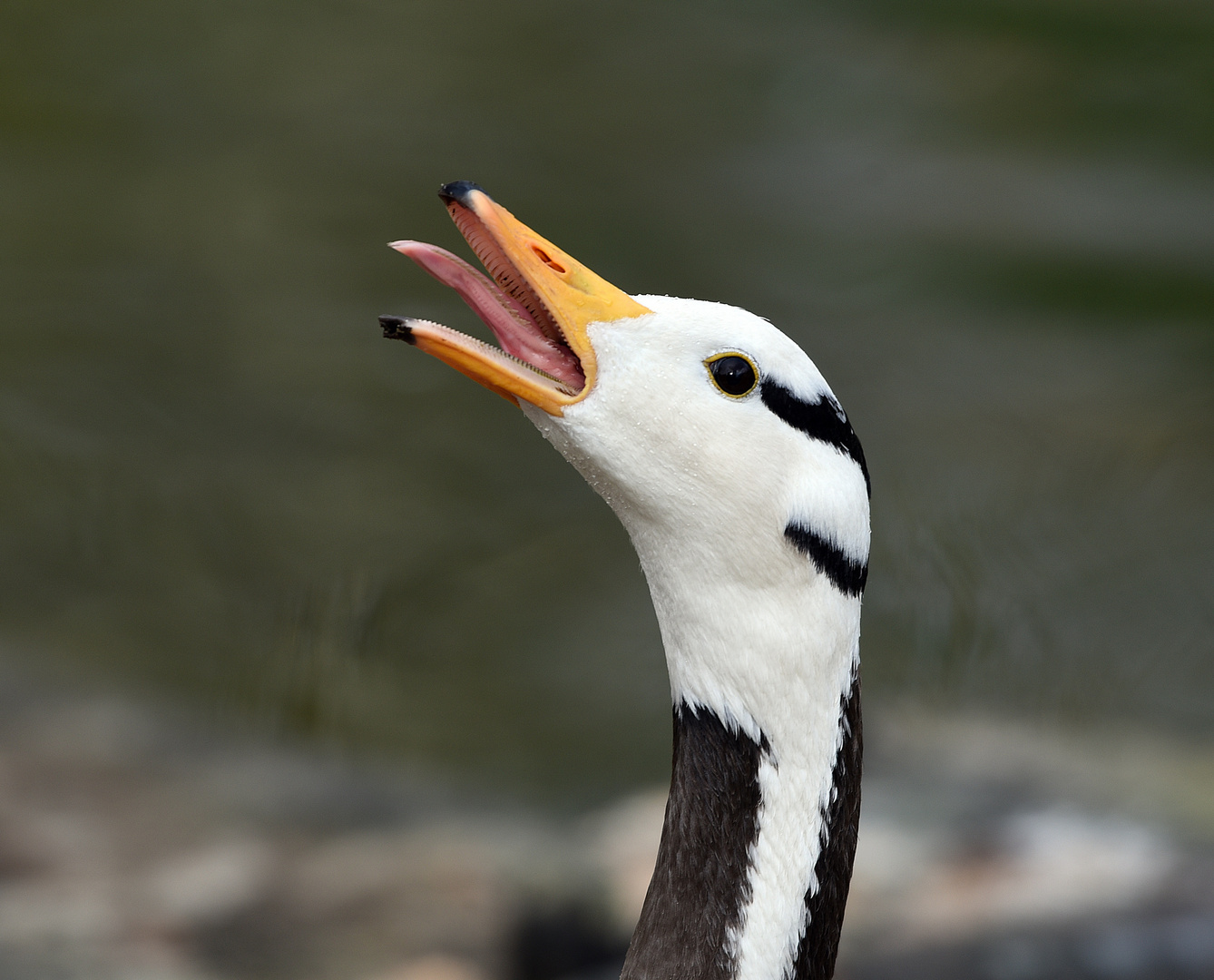 Streifengans (Anser indicus)