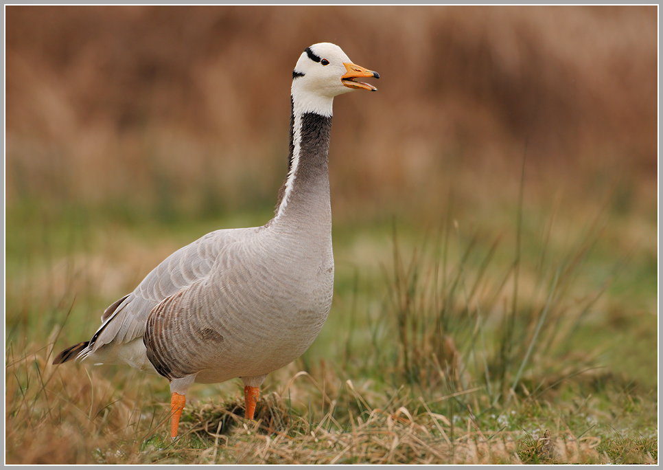 Streifengans (Anser indicus)