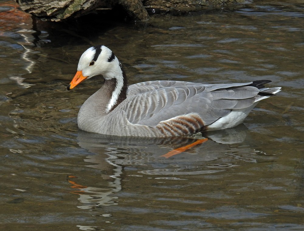 Streifengans (Anser indicus)