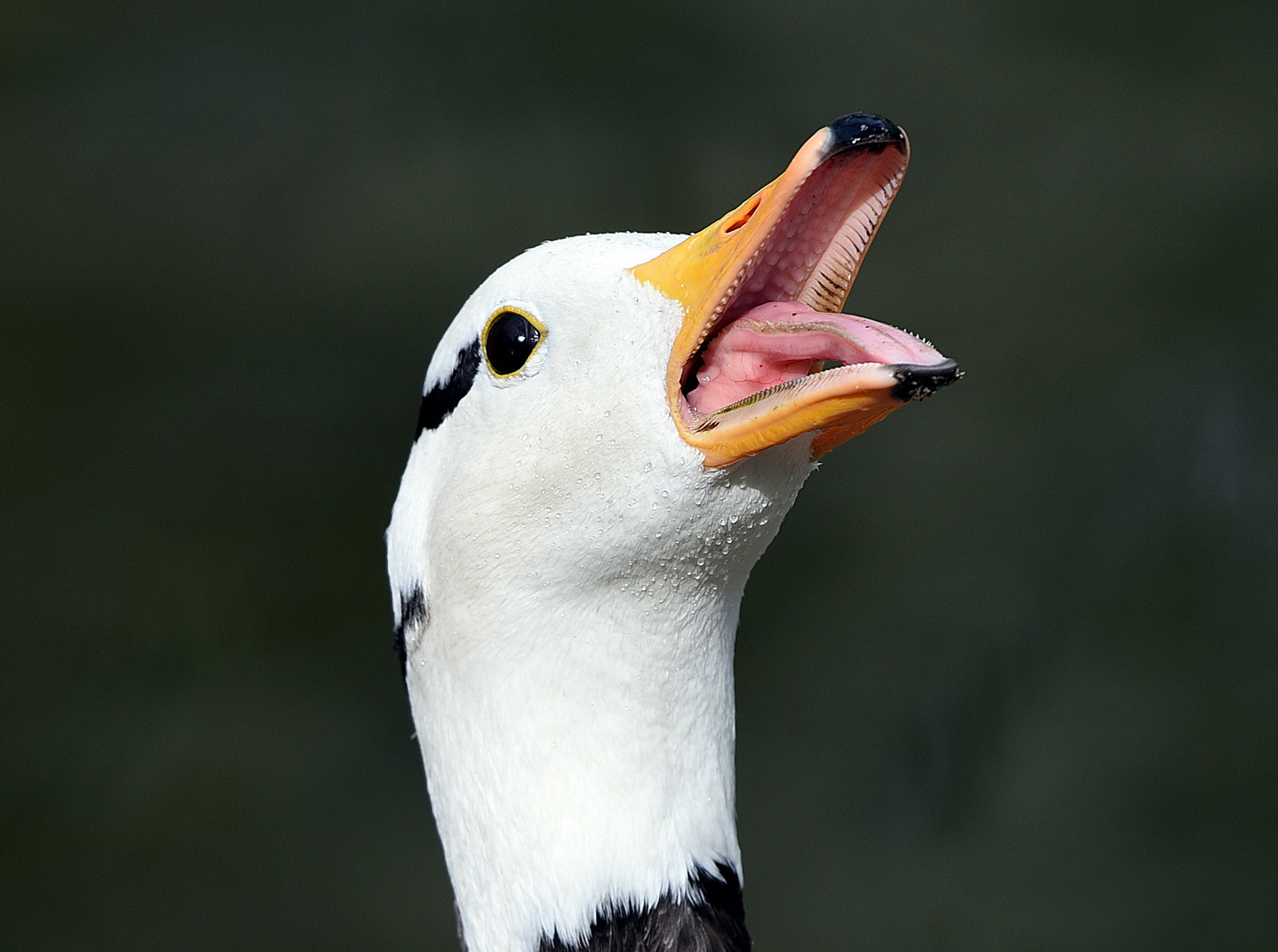 Streifengans (Anser indicus)