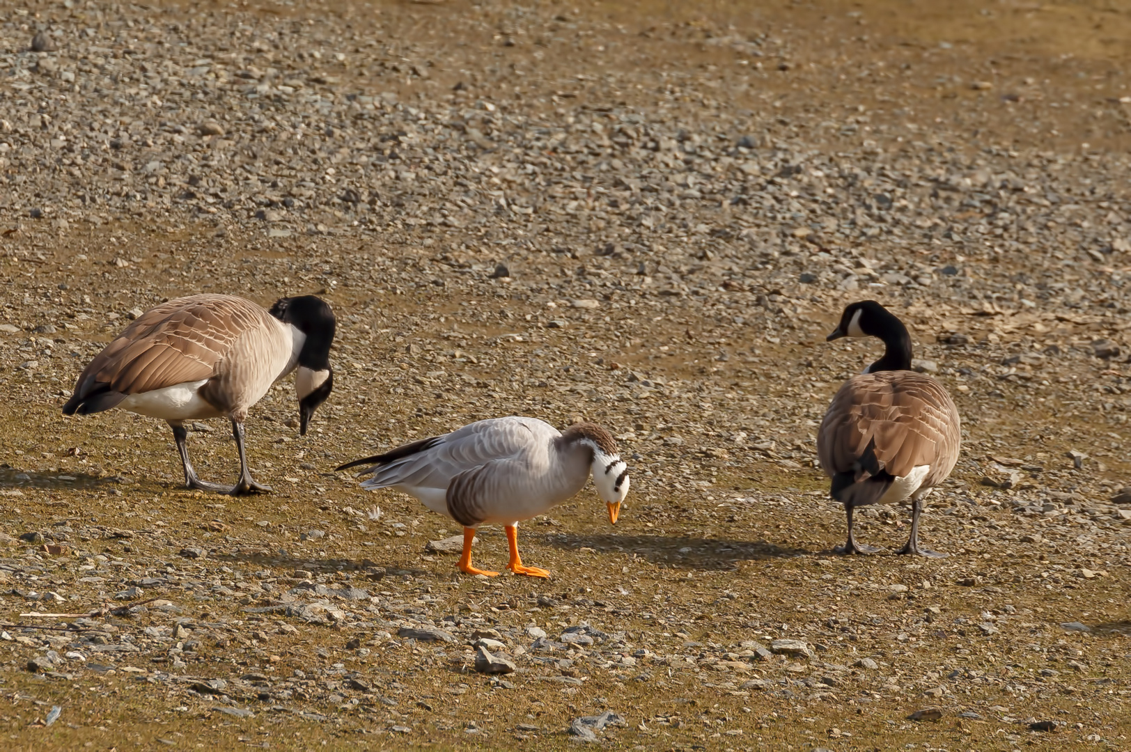 Streifengans (Anser indicus) oder Indische Gans