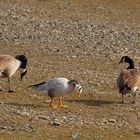 Streifengans (Anser indicus) oder Indische Gans