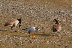 Streifengans (Anser indicus) oder Indische Gans