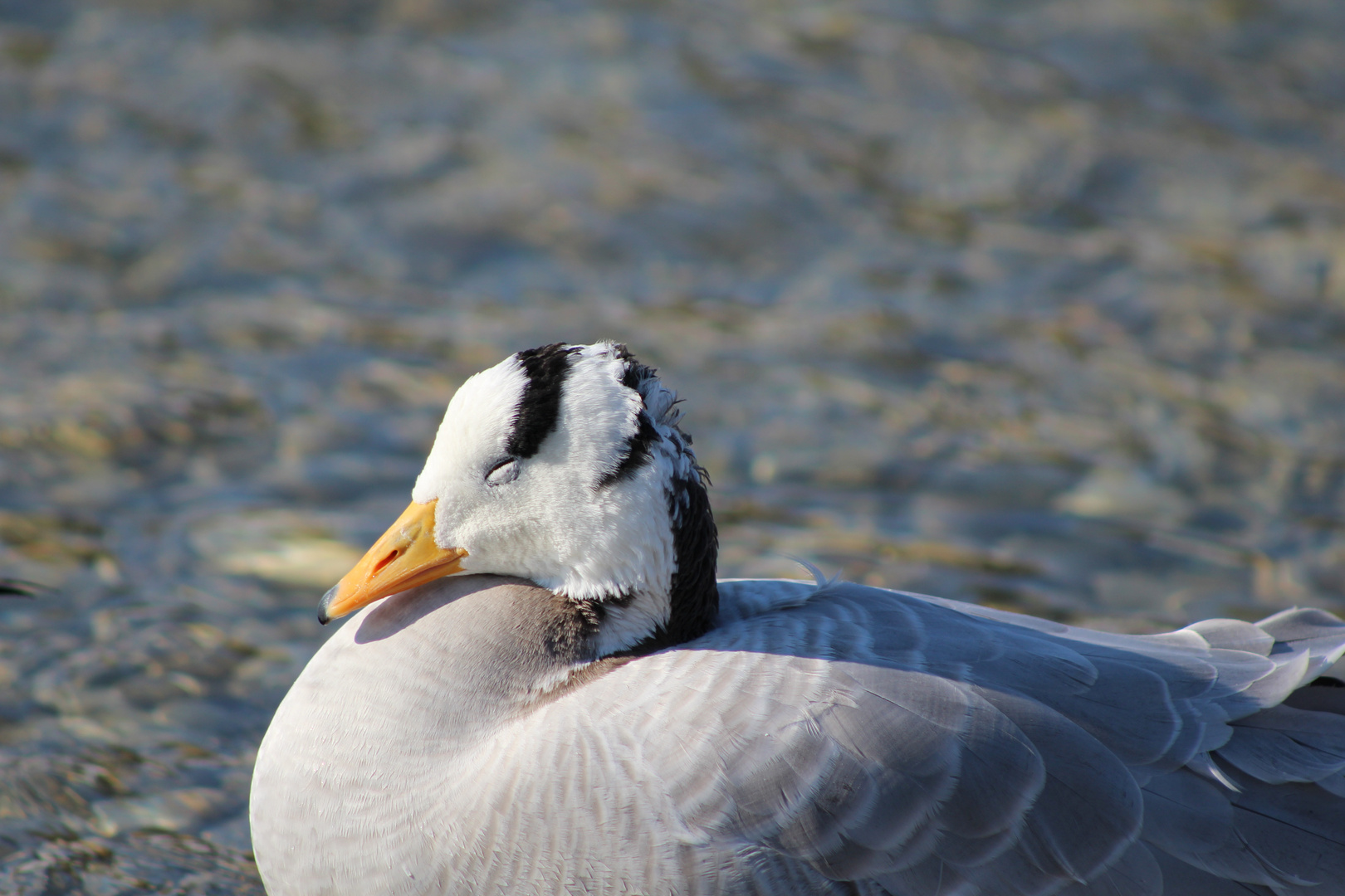 Streifengans bei Wind