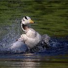 Streifengans beim Baden