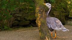 Streifengans beim Baumstamm