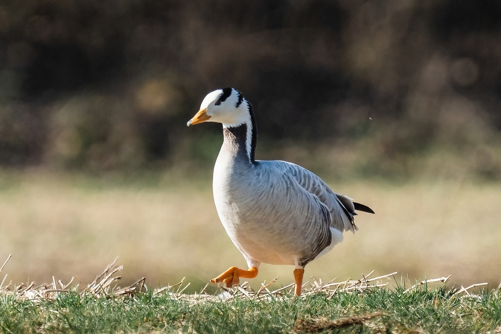 Streifengans beim Spaziergang