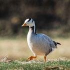 Streifengans beim Spaziergang