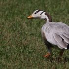 "Streifengans" - gesehen am Silbersee einer der Todesseen