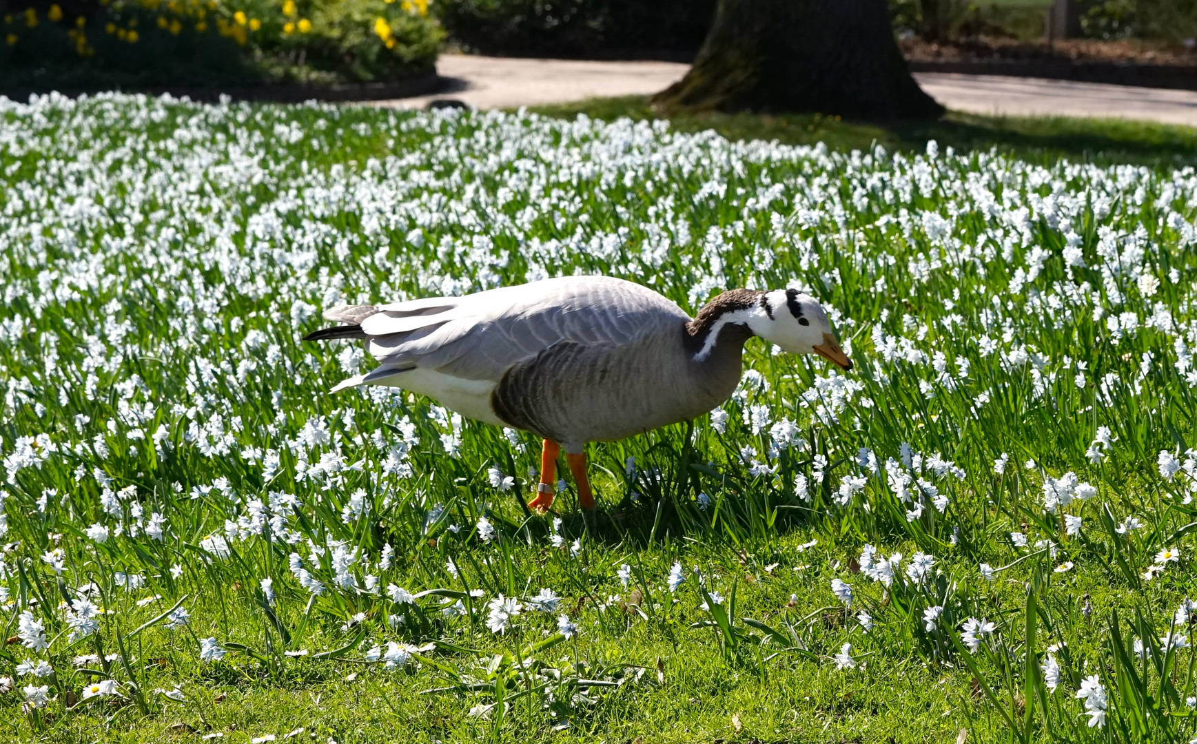 Streifengans in "Blumenwiese"