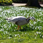 Streifengans in "Blumenwiese"