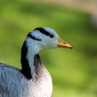 Streifengans oder Indische Gans