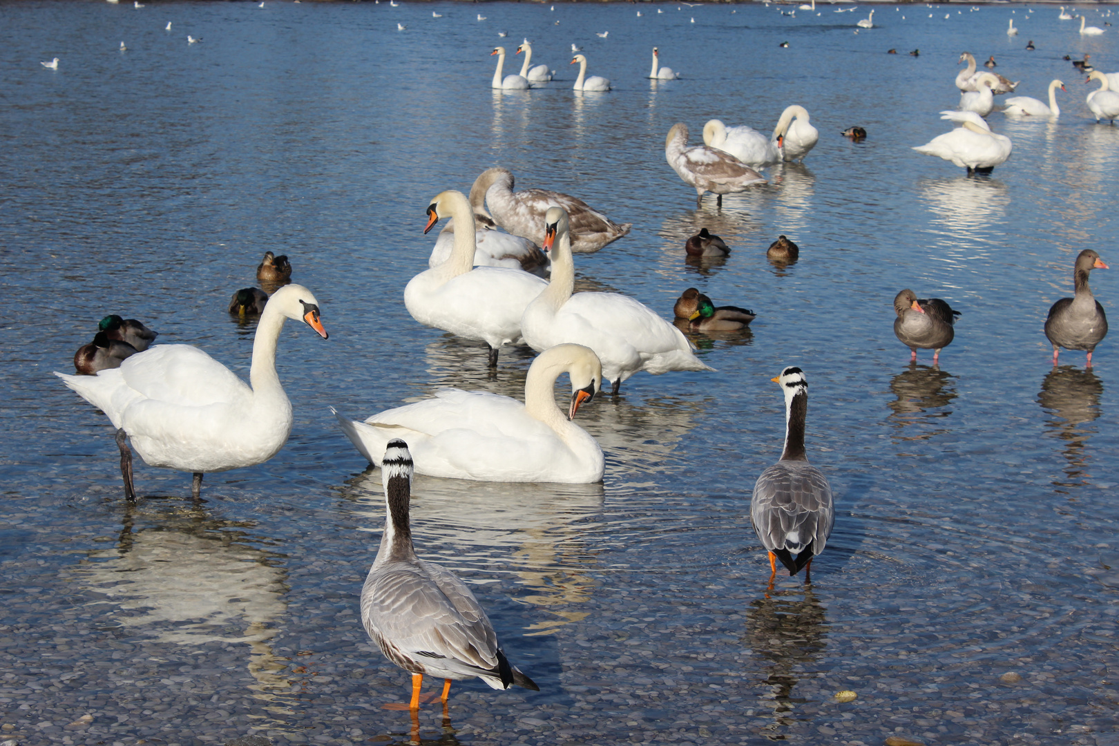 Streifengans, Schwan, Stockente, Graugans