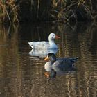 Streifengans VIII: Hier sind einige Mischlinge mit der Graugans zu sehen: Links die Mischlinge . . .