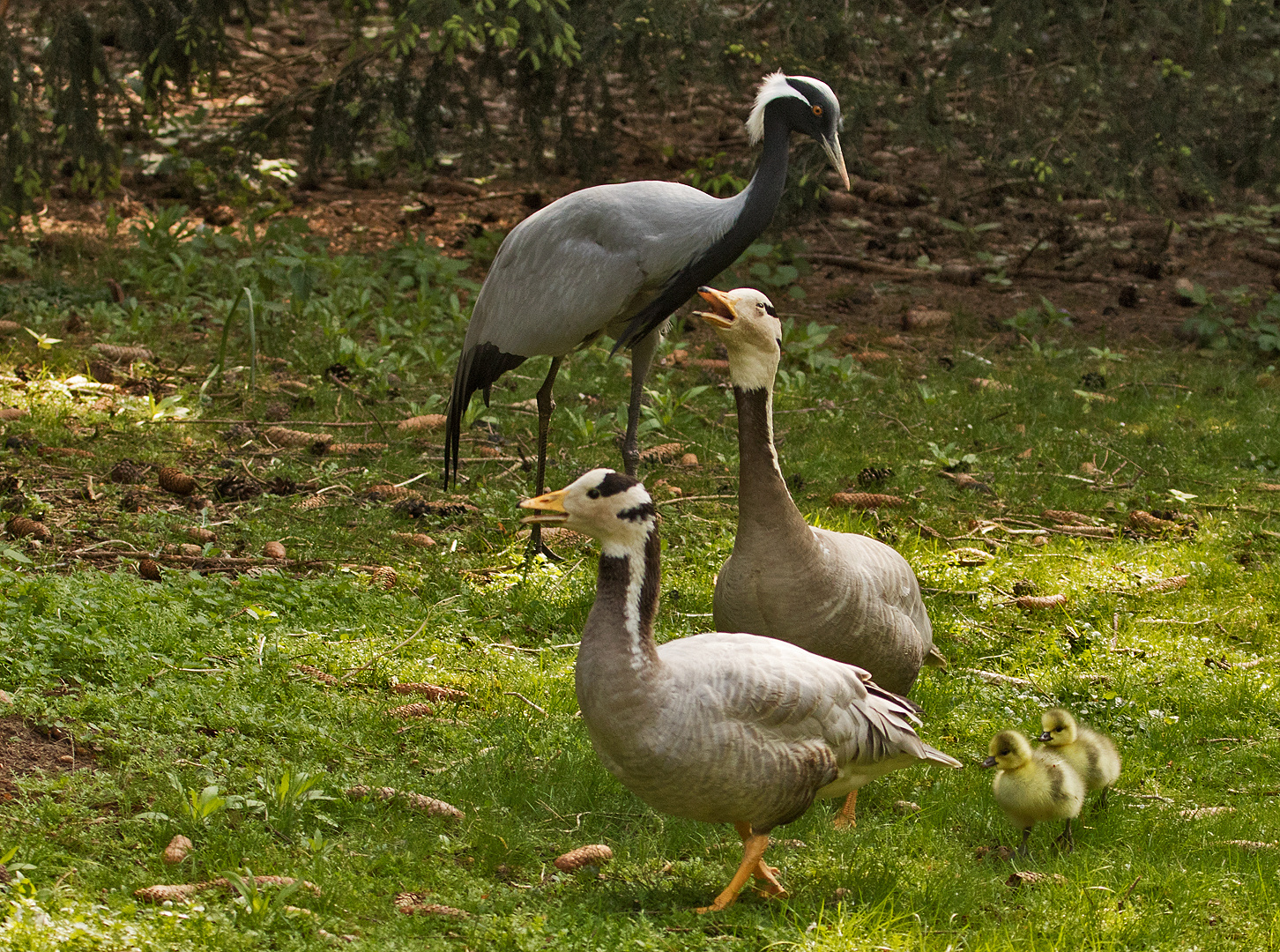 Streifengansfamilie Jungfernkranich 001