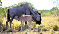 Streifengnu - Blue Wildebeest
