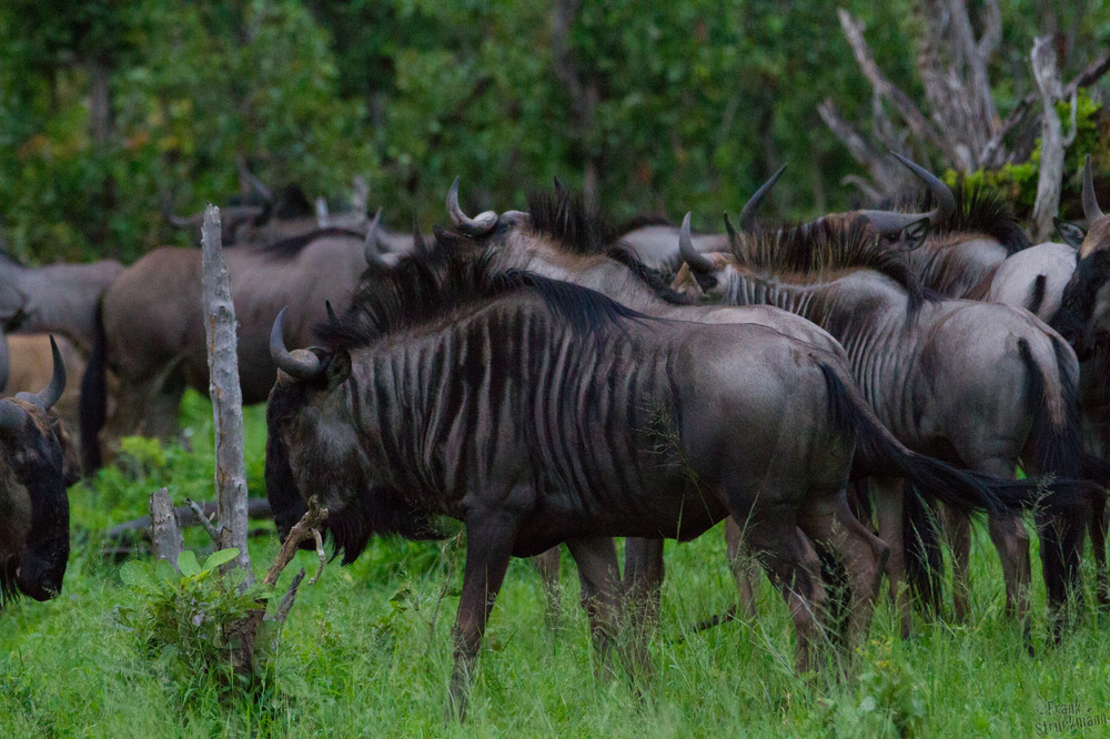 Streifengnu (Blue Wildebeest)