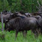 Streifengnu (Blue Wildebeest)