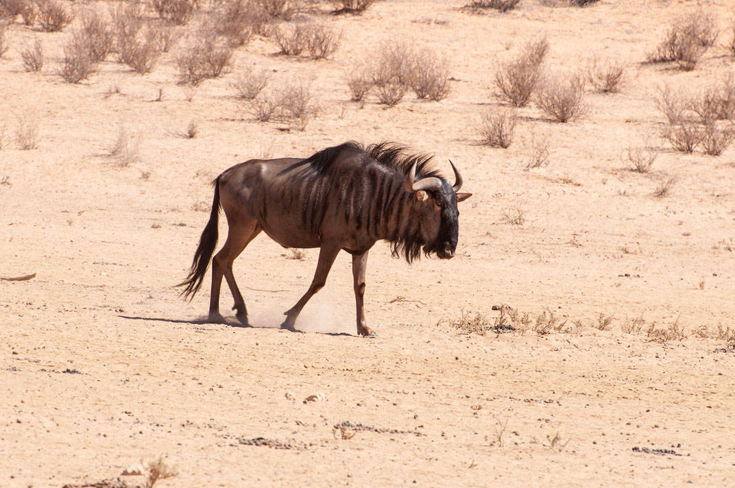 Streifengnu (Connochaetes taurinus)