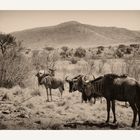 Streifengnus in Sepia