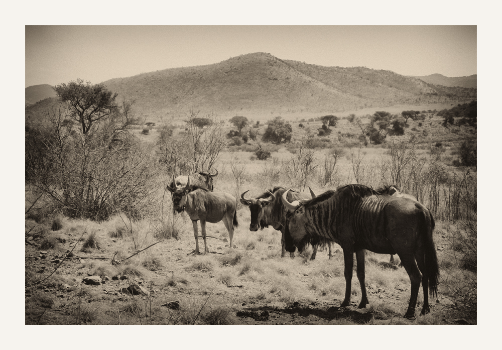 Streifengnus in Sepia