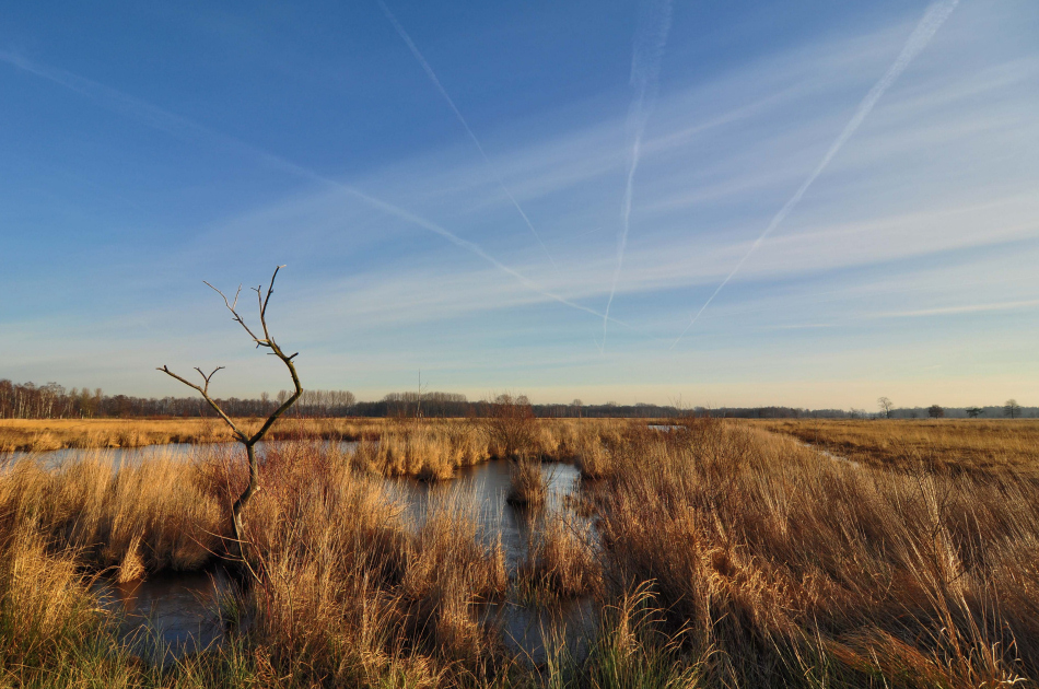 ~Streifenhimmel im Moor~