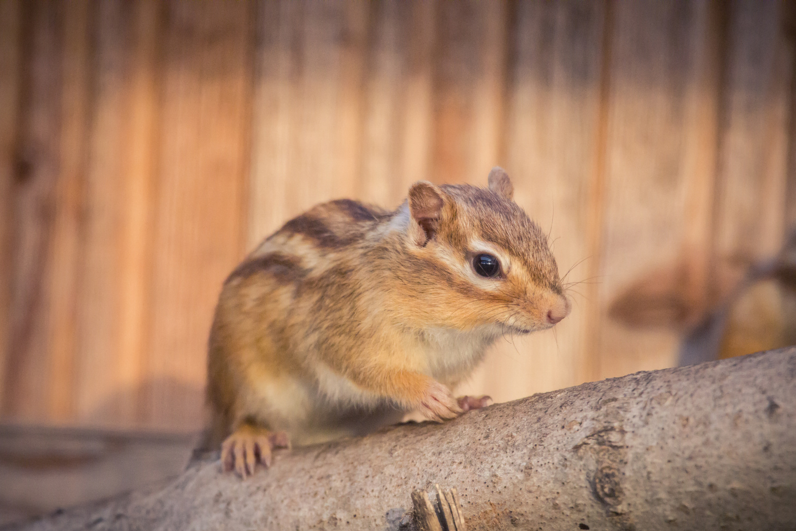 Streifenhörnchen