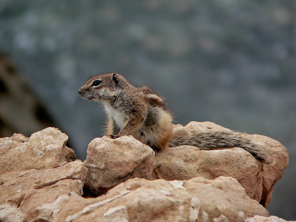 Streifenhörnchen