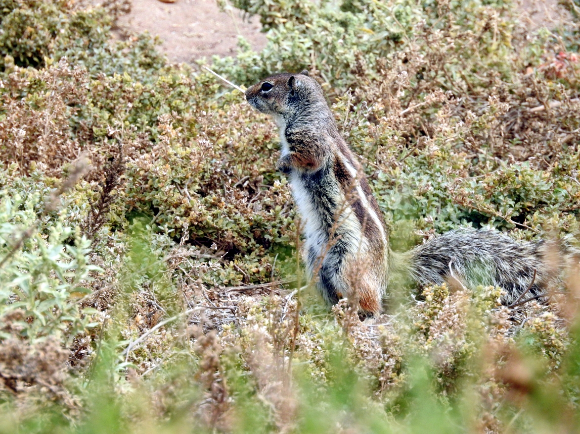 Streifenhörnchen