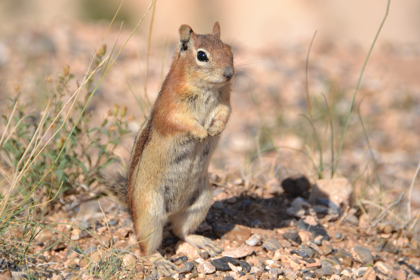 Streifenhörnchen