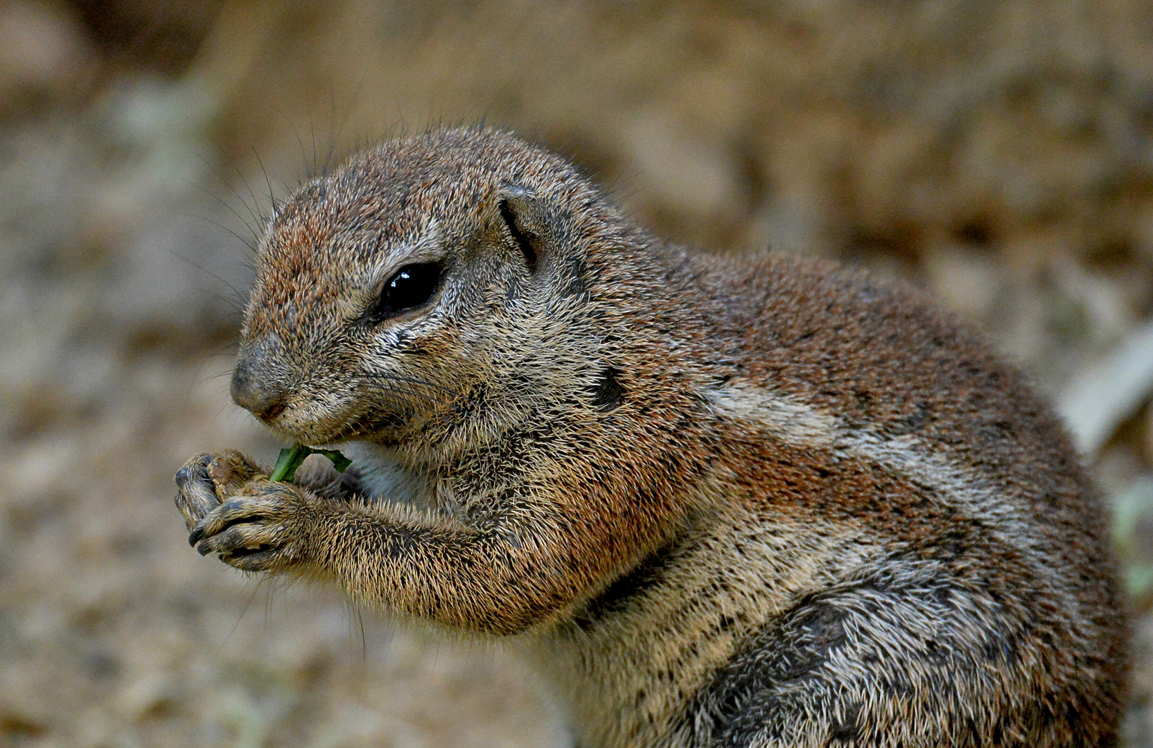 Streifenhörnchen