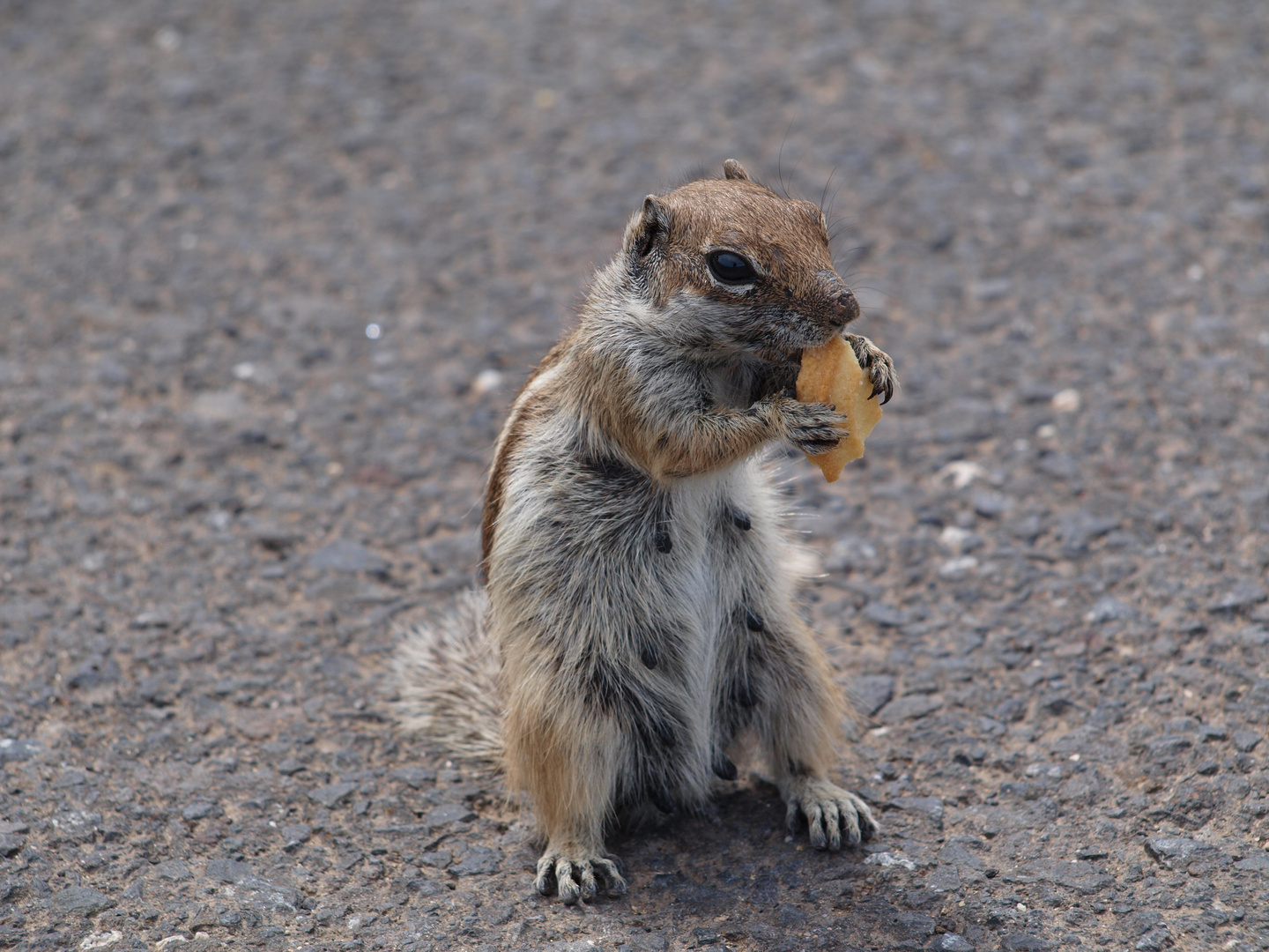 Streifenhörnchen