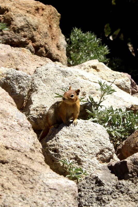 Streifenhörnchen