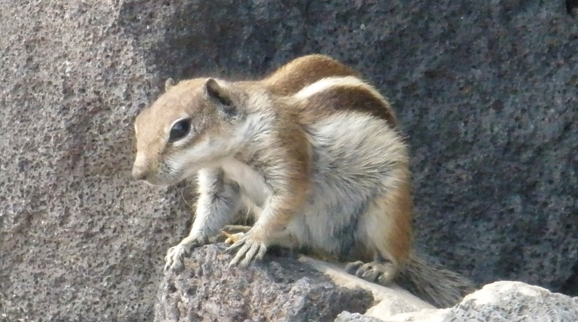 Streifenhörnchen 2