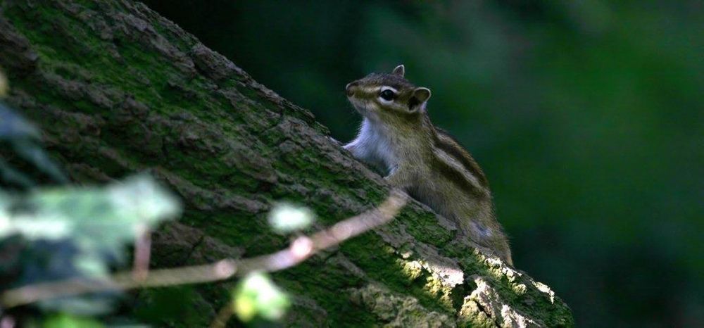 Streifenhörnchen 2