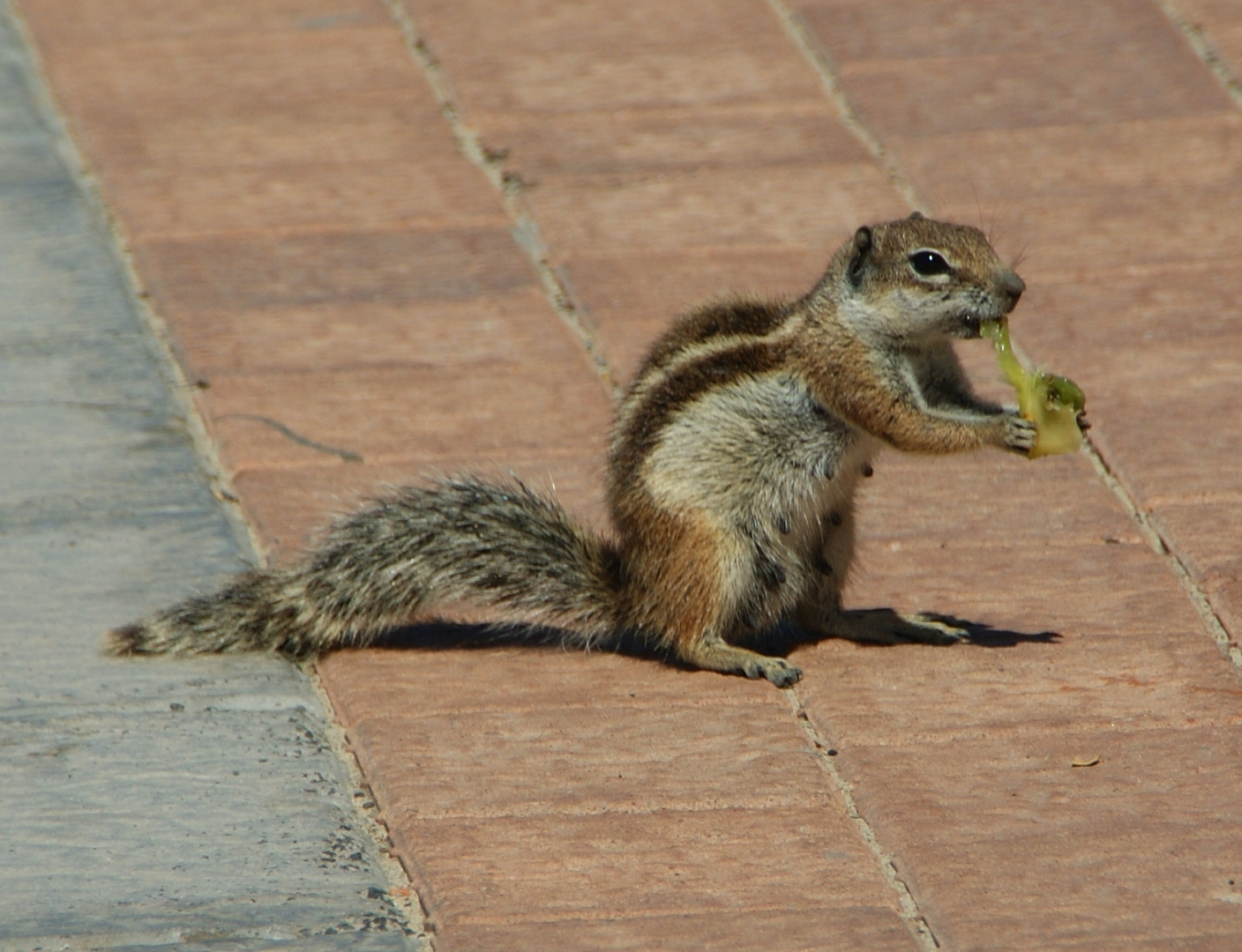 Streifenhörnchen