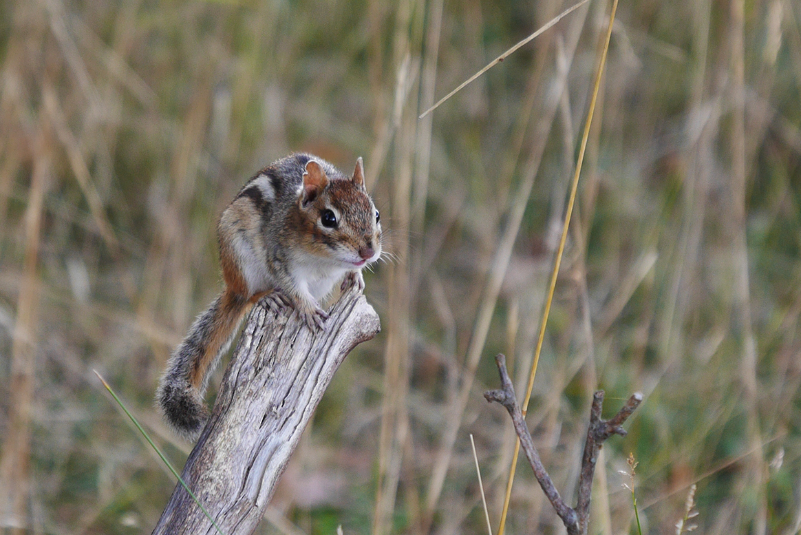 Streifenhörnchen