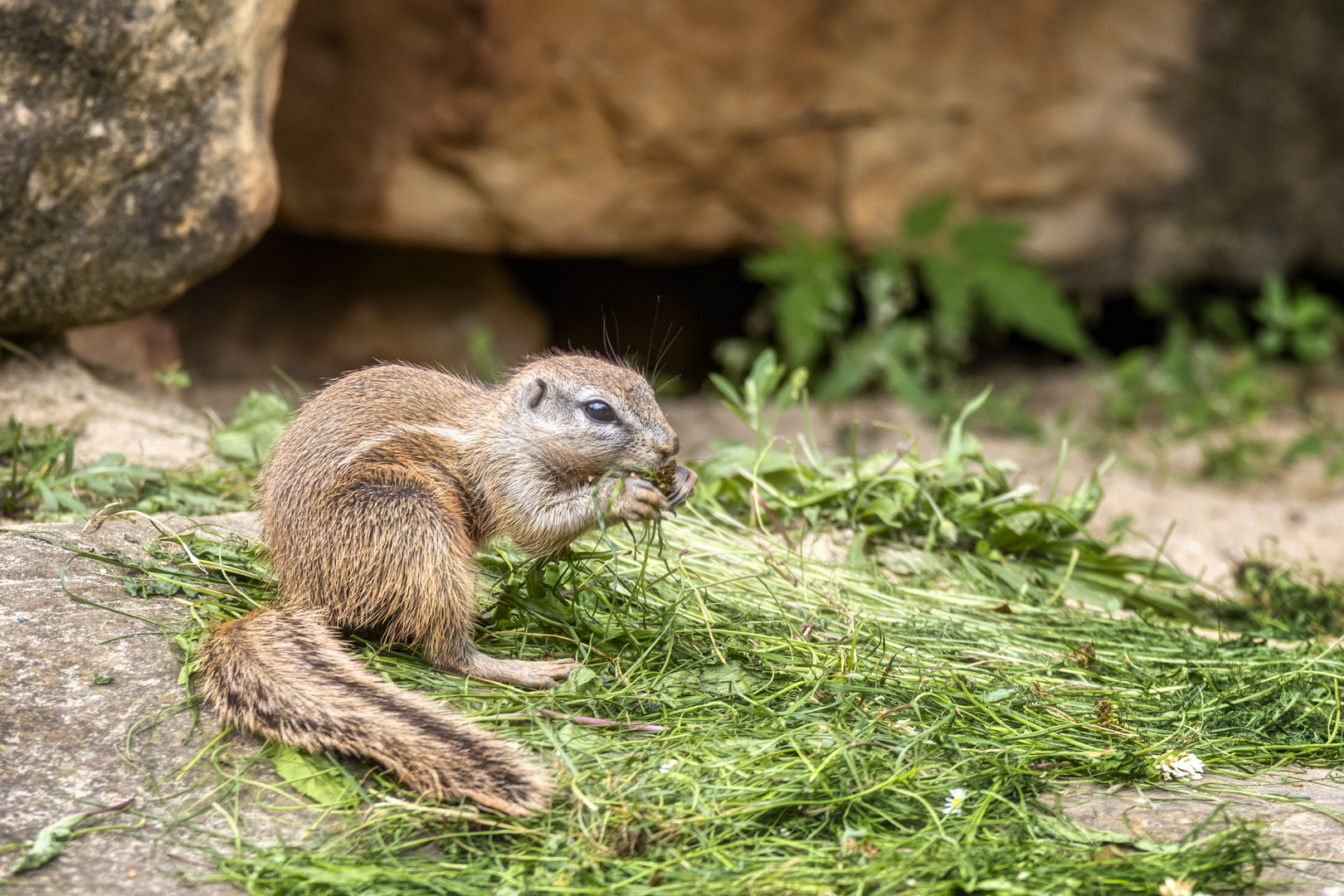 Streifenhörnchen