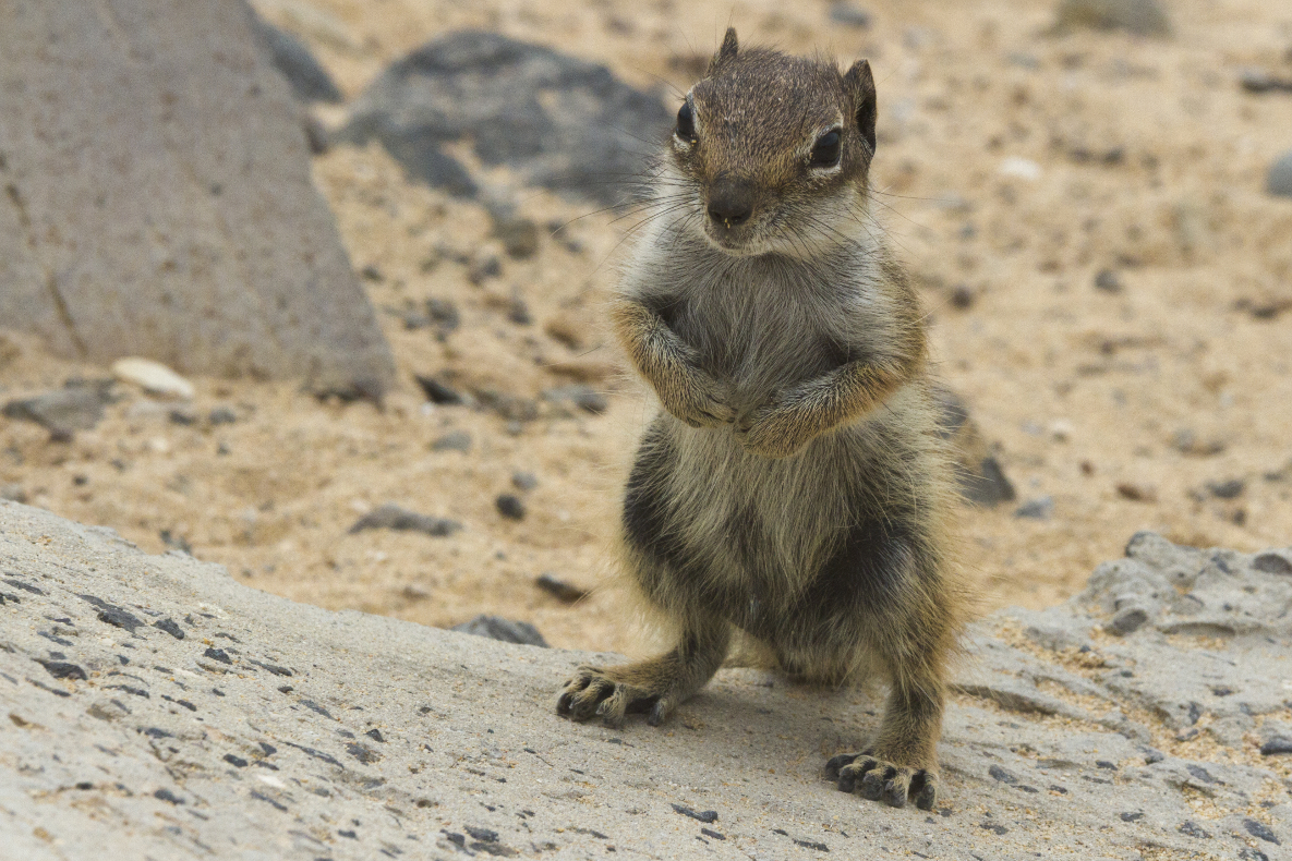 Streifenhörnchen