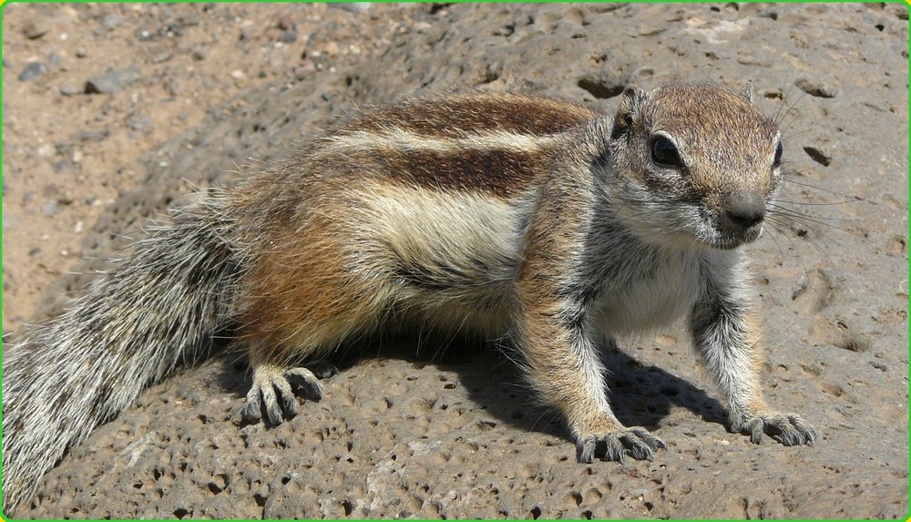 Streifenhörnchen