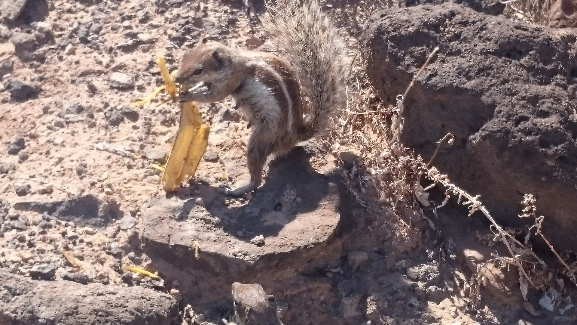 Streifenhörnchen 