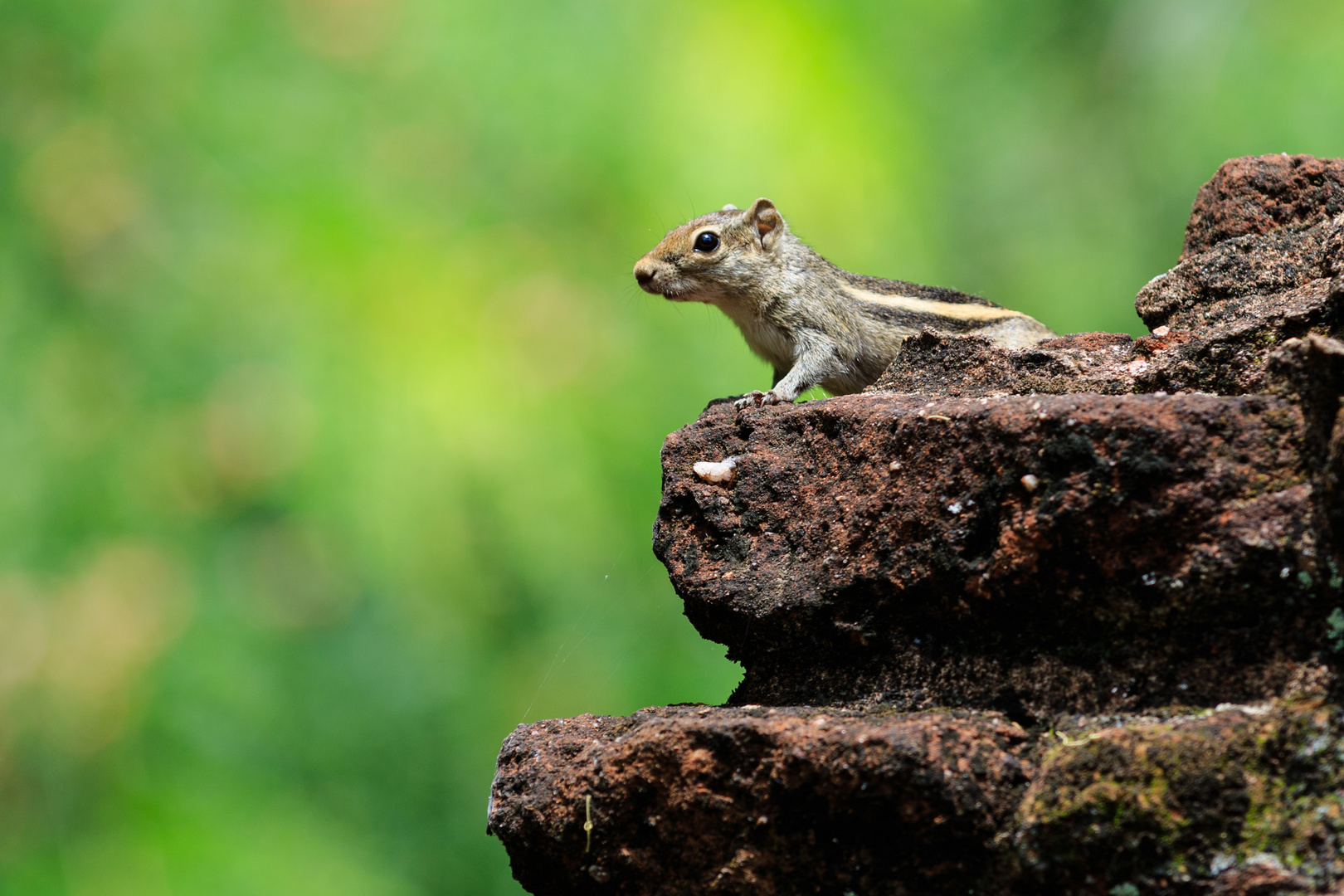 Streifenhörnchen