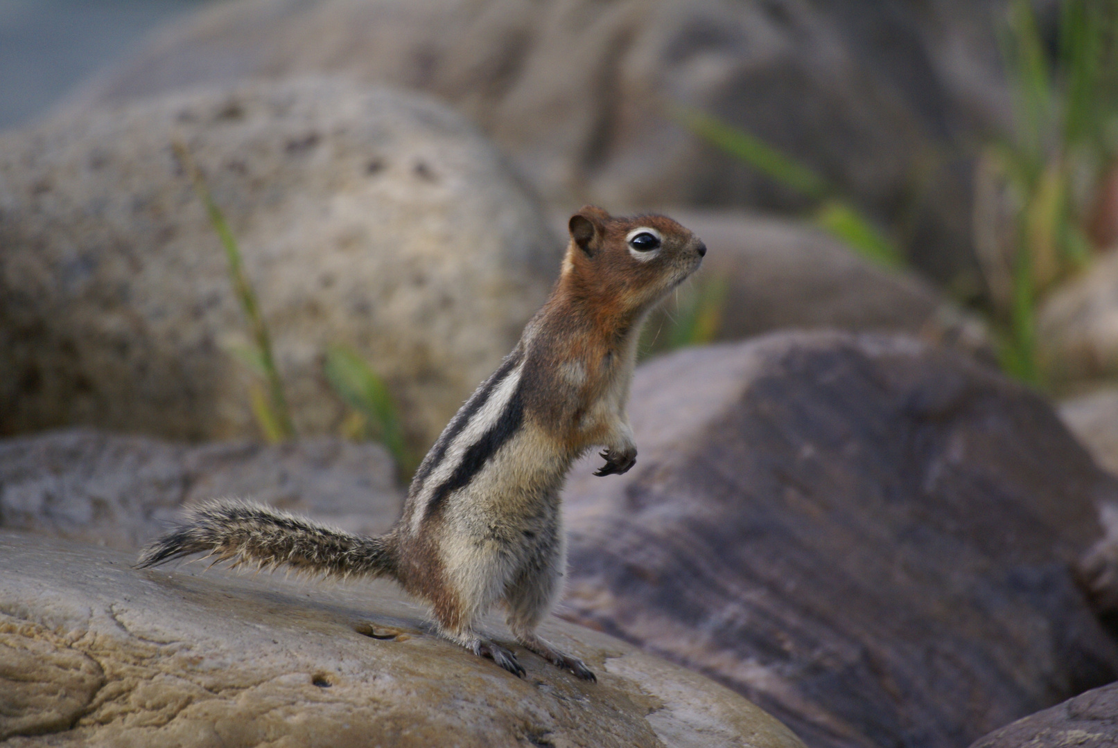 Streifenhörnchen