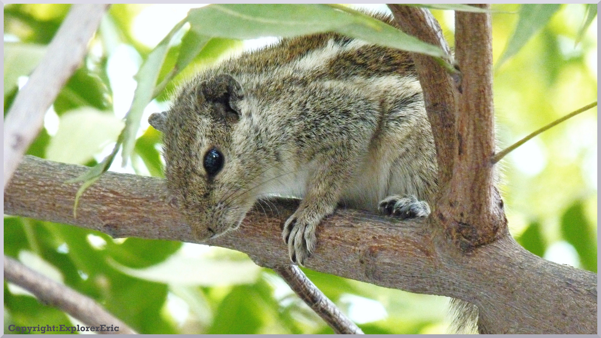 Streifenhörnchen