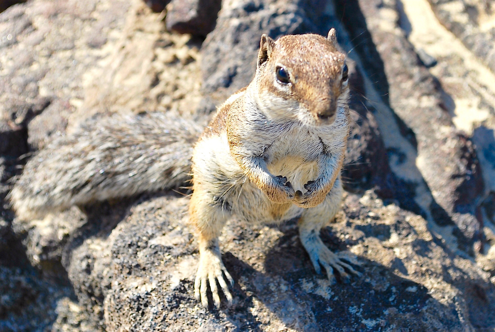 Streifenhörnchen