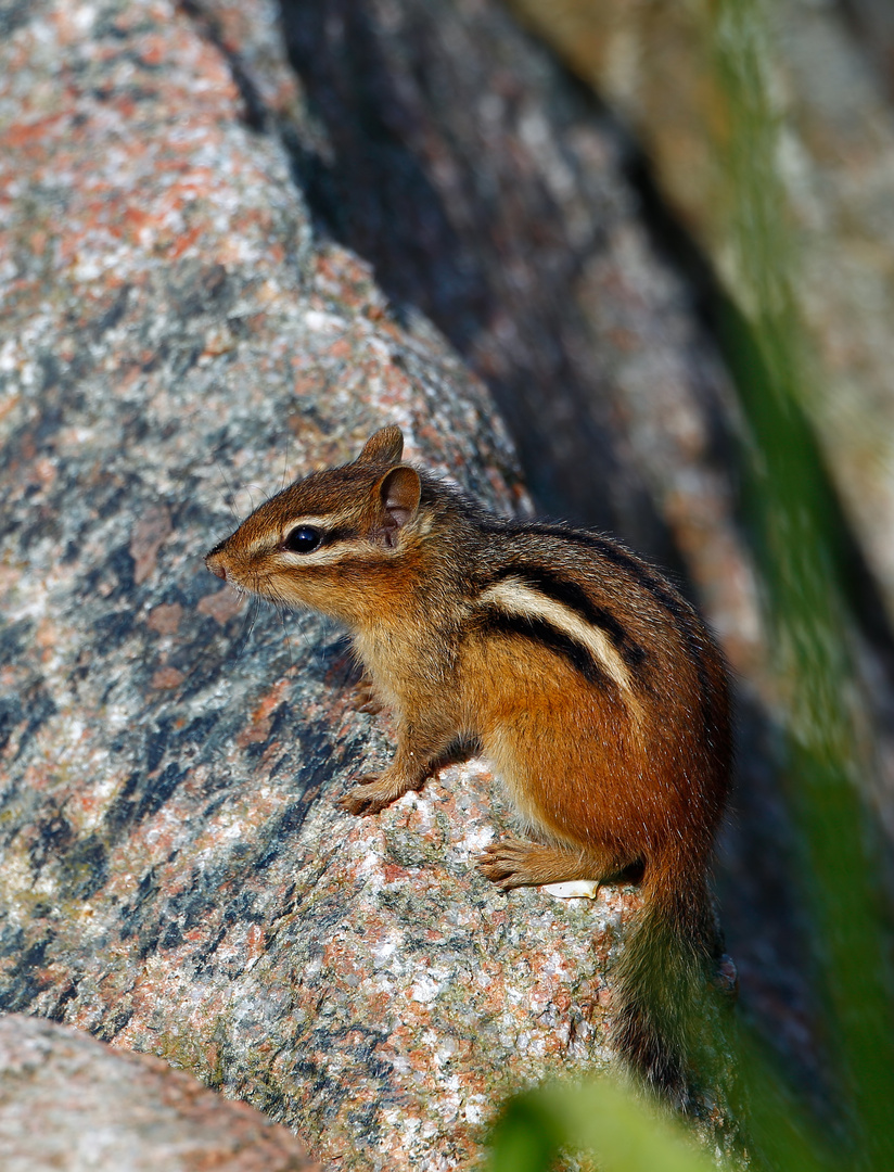 Streifenhörnchen