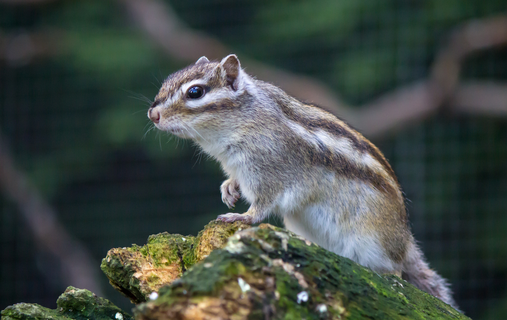 Streifenhörnchen