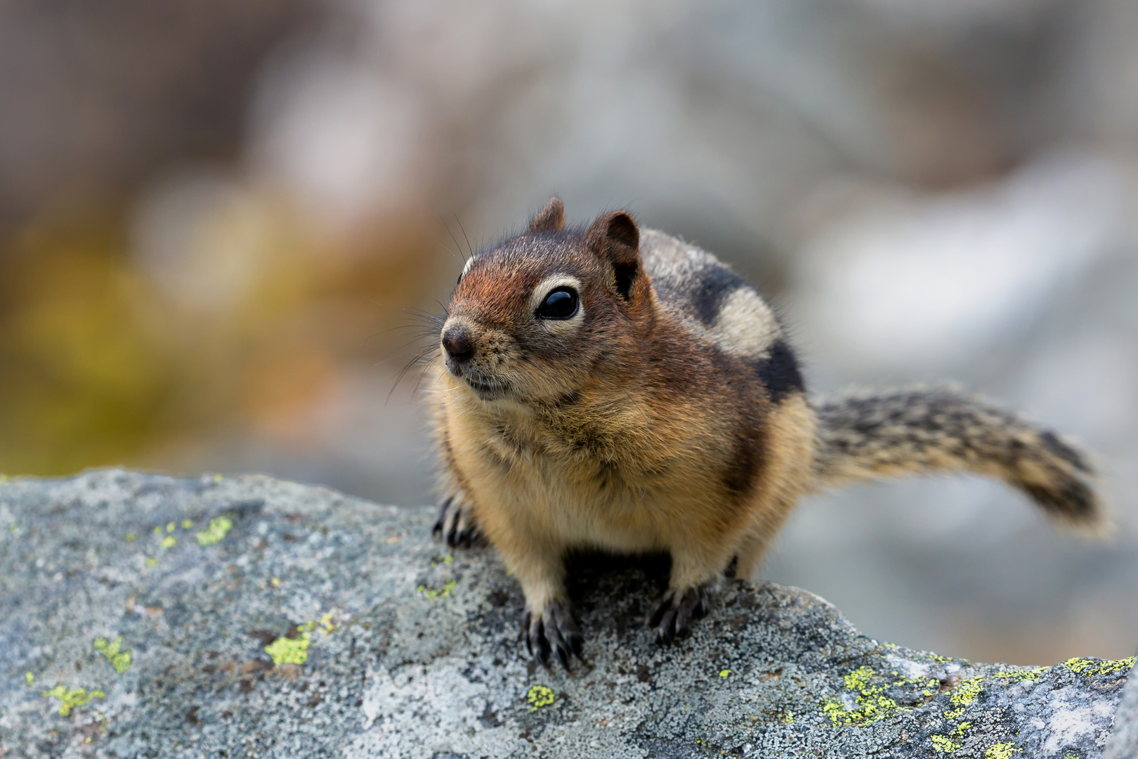 Streifenhörnchen